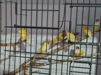 Mavi ve sarı goldian finch takımlar