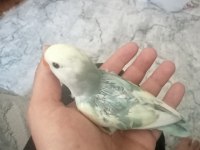 Sevda yavruları tam alıştırmalık konuşturmalık