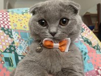 Tatlı Surat Scottish Fold Yavrular