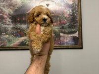 Ev üretimi mükemmel maltipoo yavrular