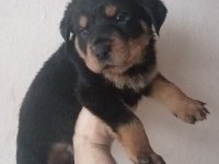 Rottweiler Yavrularımız Yeni Ailelerini Arıyor