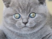 Top Kafa Gri British Shorthair 
