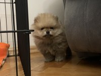 2 AYLIK ORJİNAL POMERANİAN BOO