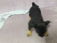 Pinscher 2 aylık yavru köpeğimiz
