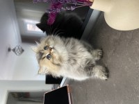 British Shorthair Cana Yakın Kedimiz
