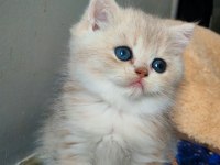 Safkan British Shorthair Erkek