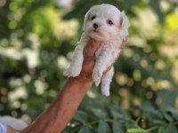 Kar topu bebek köpekler