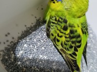 Jumbo muhabbet kuşu yavruları