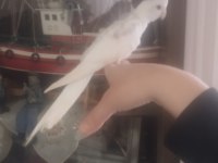 45 günlük albino sultan papağanı yavrular