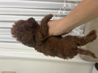 Teslime hazır Poodle yavrular