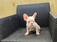 French bulldog yavrularımıza yuva arıyoruz