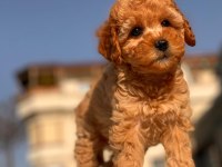 Red Toy Poodle Yavrular