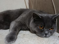 3 yaşında kısır british shorthair tokyo