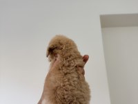 MİKRO 0 NUMARA POODLE YAVRUMUZ YENİ YUVASINA HAZIR