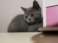 Dünya tatlısı scottish fold yavrular sahiplerini bekliyor