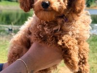 3 Aylık Tuvalet Eğitimli Red Toy Poodle