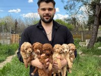 Poodle Yavrularımız Yeni Yuvasına Hazır