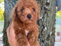 Toy poodle yavru