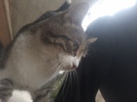 Kedimiz Rıfkıya ev arıyoruz