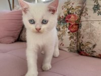 British shorthair kedimiz