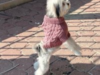 Evinizin maskotu olacak mükemmel dost köpeğimiz
