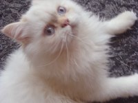 SAFKAN BEYAZ MAVİ GÖZLÜ İRAN KEDİSİ