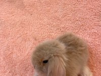 Hollanda teddy lop tavşanı