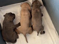 Dev Koruyucu Cane Corso Yavrular Yeni Ailelerini Bekliyor
