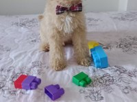 Toy poodle bebeklerimiz yeni yuvasını arıyor Tekirdağ