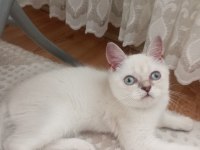 Pamuk minnak oyuncu british shorthair