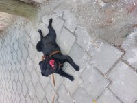 1 yaşında erkek siyah pug