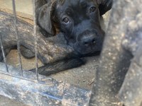 Şecereli blender cane corso 3,5 aylık yavrular