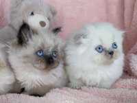 YENİ YILIN EN TATLI BRİTİSH PANDASI