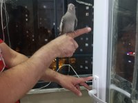 Evcil konuşan sultan papağanları