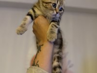 Minik scottish fold kaplanım