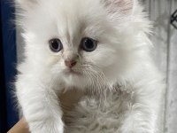 Safkan anne ve babadan british longhair