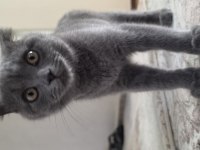 28 Şubat Doğumlu British Shorthair