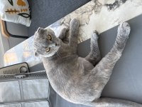 Scottish fold kedimiz ücretsiz sahiplendirilecek