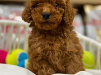 Tüy dökmeyen poodle yavruları