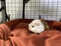 Yavru ginepig