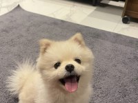 Pomeranian köpeğim 6 aylık sahiplendirilecektir