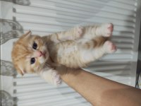 1 Aylık scottish fold ve straight yavrular