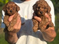 Toy Poodle Irk Ve Sağlık Garantili