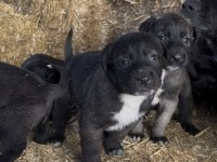 ÜST KALİTE SAFKAN SİVAS KANGAL YAVRULARIMIZ