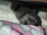 Scottish Fold Kedimiz