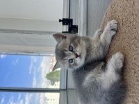 British Shorthair