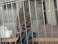 Erkek muhabbet kuşu açıklama okuyunuz