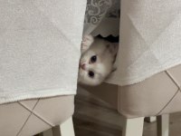 Scottish fold yavru kedimiz