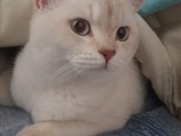 British shorthair sevimli