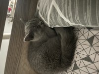 British shorthair 4-5 aylık yavru kedimiz
